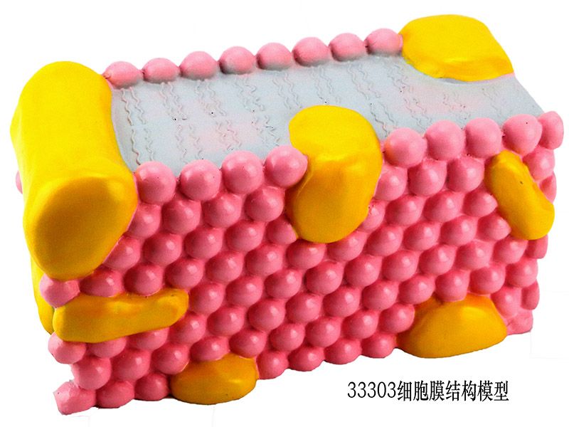 细胞膜结构模型