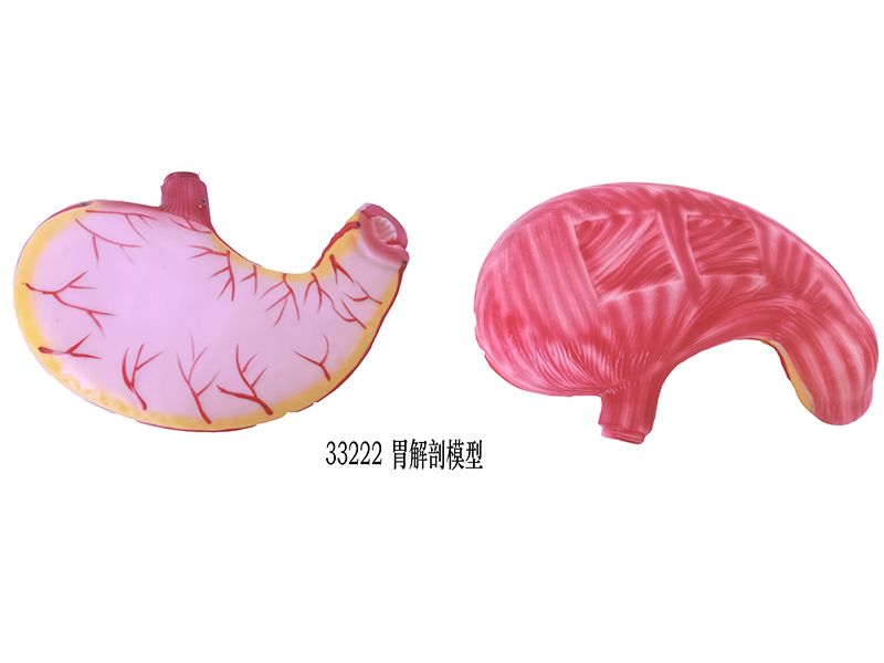 胃解剖模型