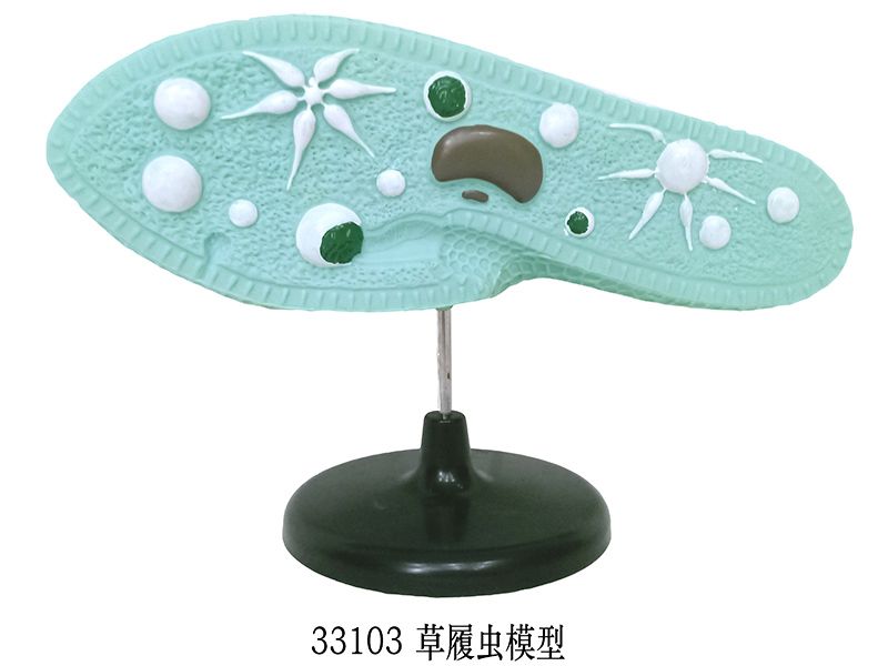 草履虫模型